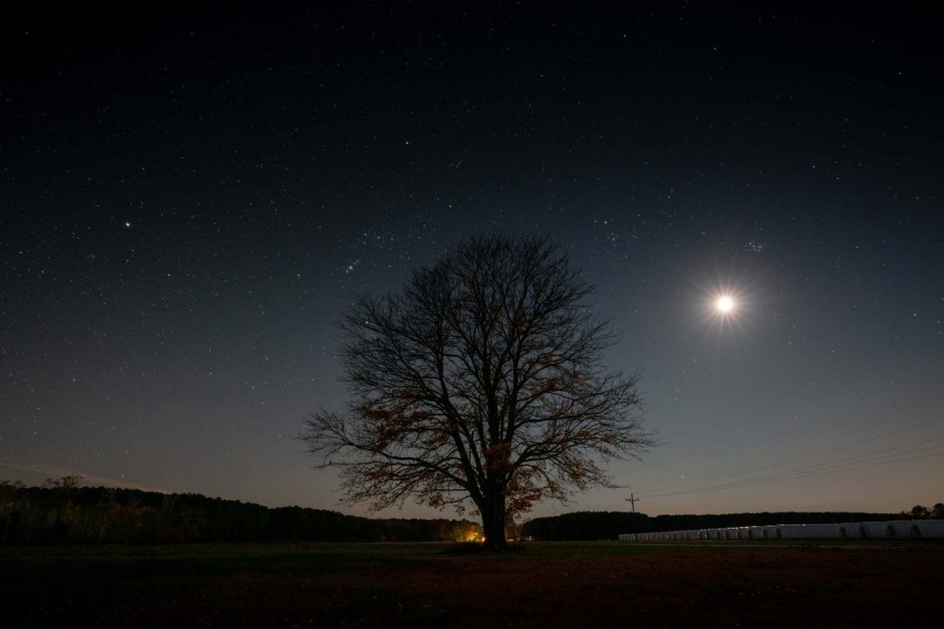 A tree stands in an otherwise empty landscape at dusk.