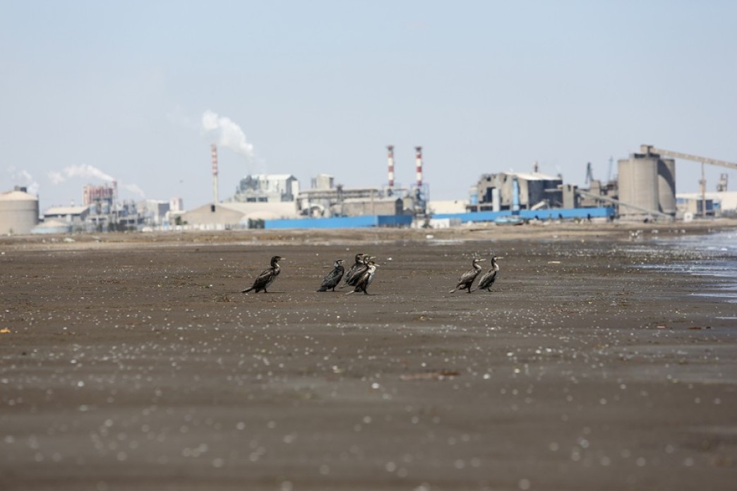 Once abundant, only sparse animal populations remain along Gabes beaches.
